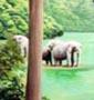 olifanten op een filippijns eiland