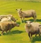 muurschildering schapen